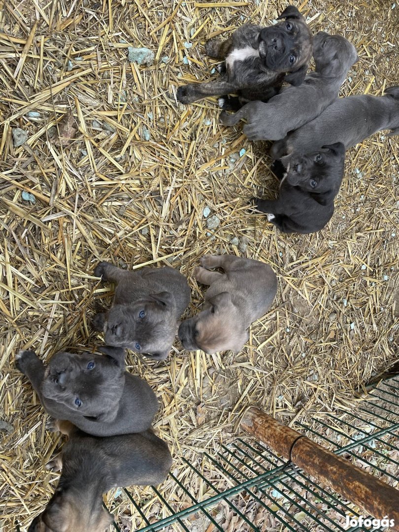 Cane Corso kölykök ingyen elvihetőek!