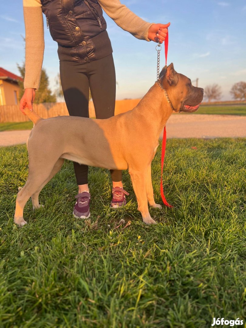 Cane Corso szuka