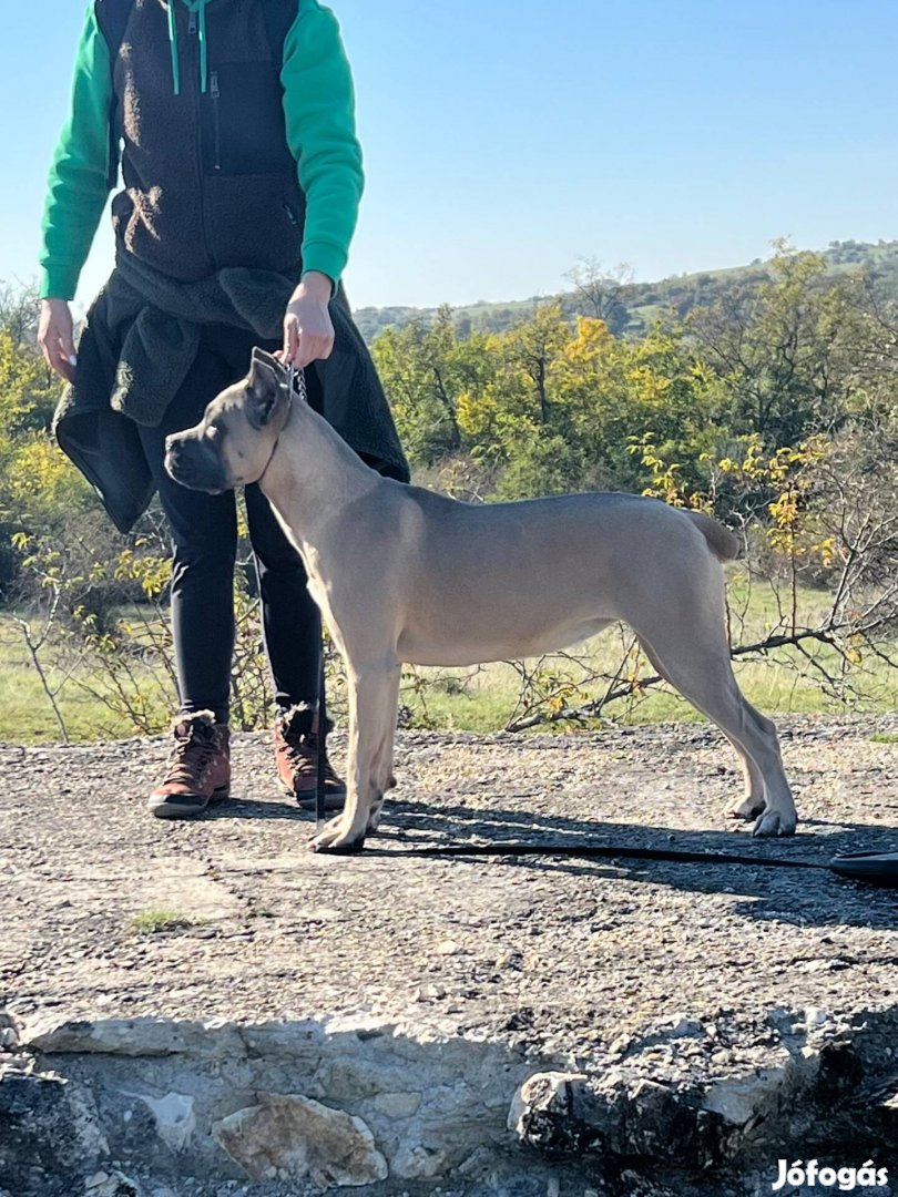 Cane Corso szuka