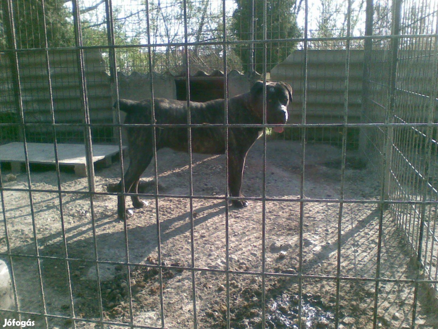 Cane corso fajtajellegü szuka ingyen elvihetö