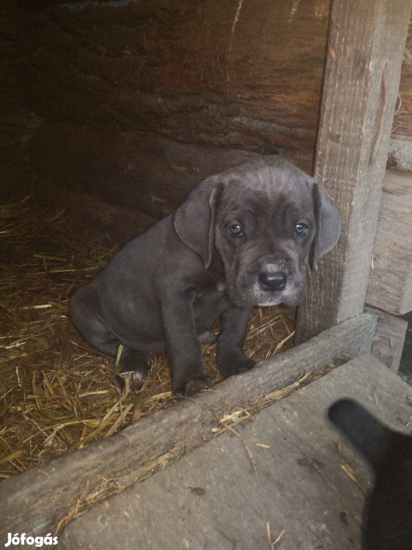 Cane corso jellegü kölykök 