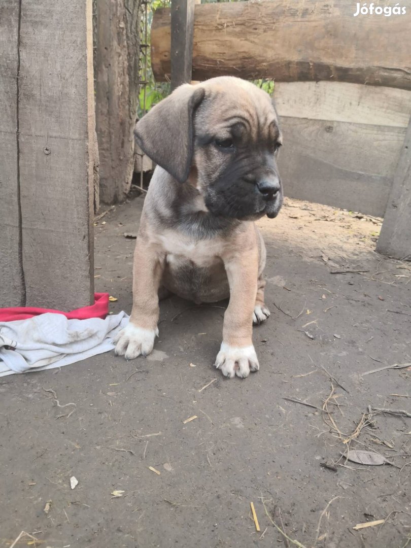 Cane corso jellegű kölykök 