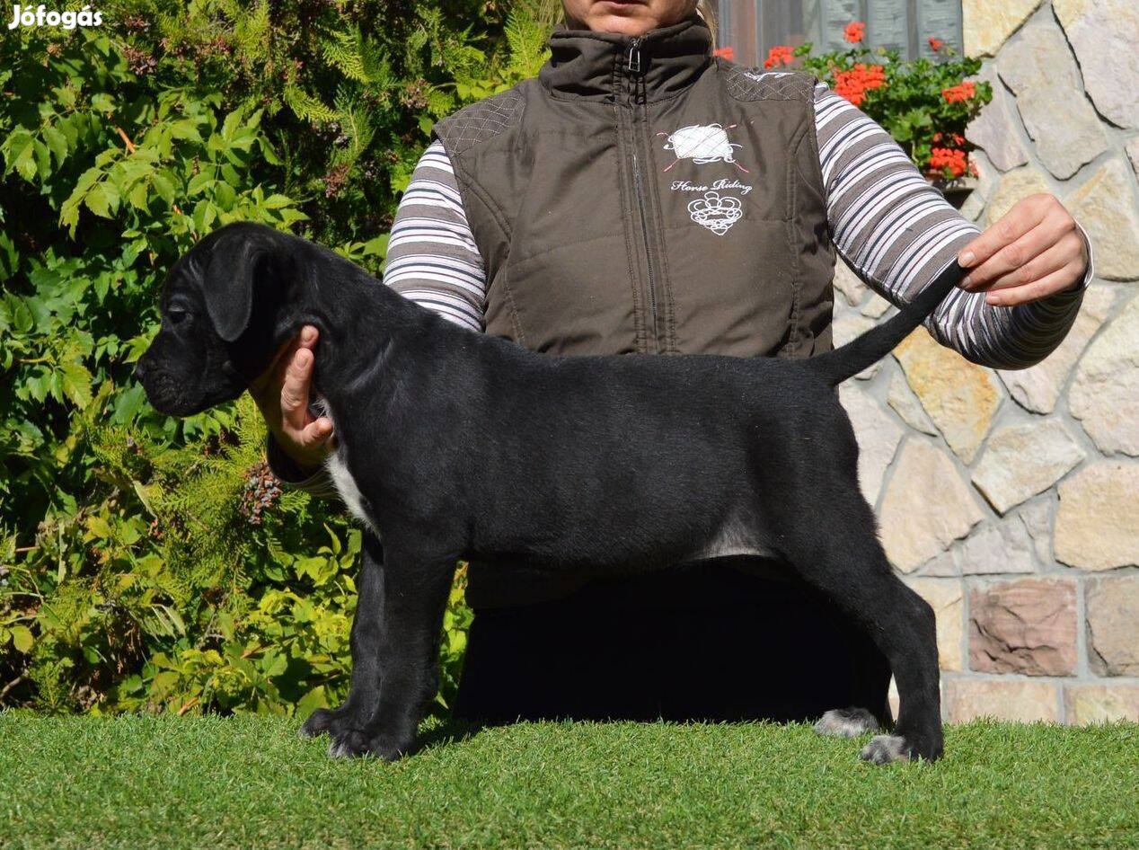 Cane corso kölykök eladók