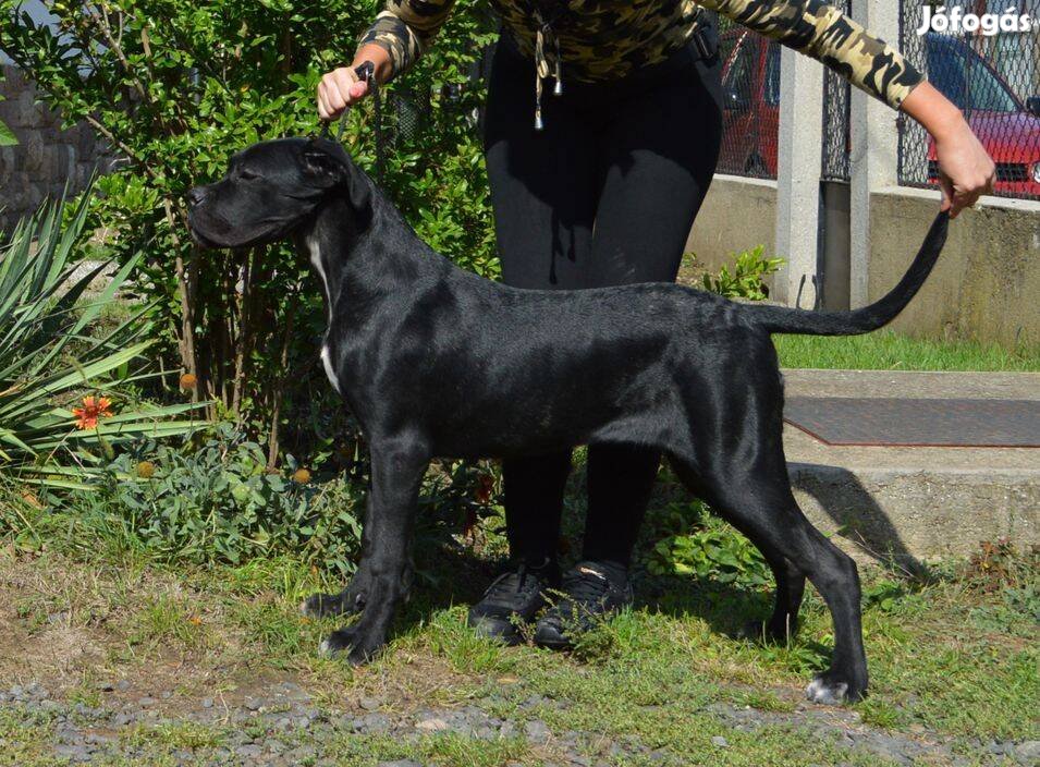 Cane corso növendékek eladók