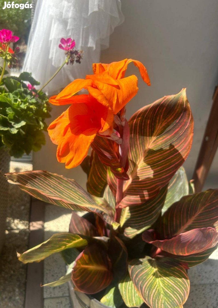 Canna durban