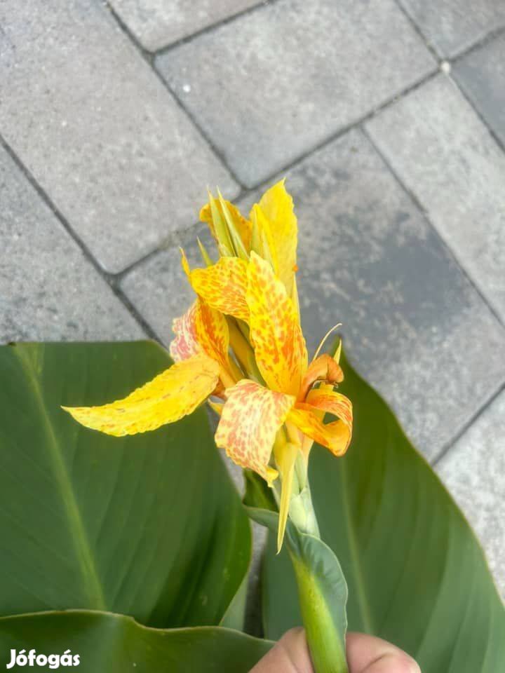 Canna rizóma