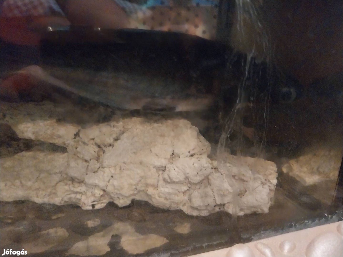Cápaharcsa 32cm+ akvárium