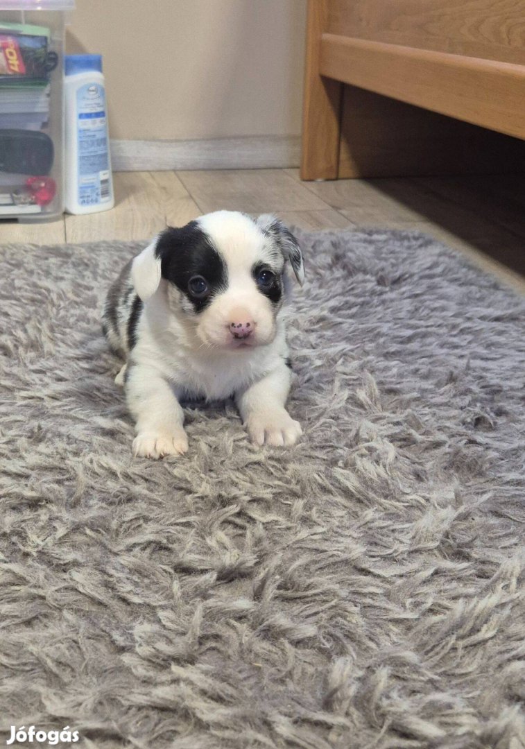 Cardigán Welsh Corgi