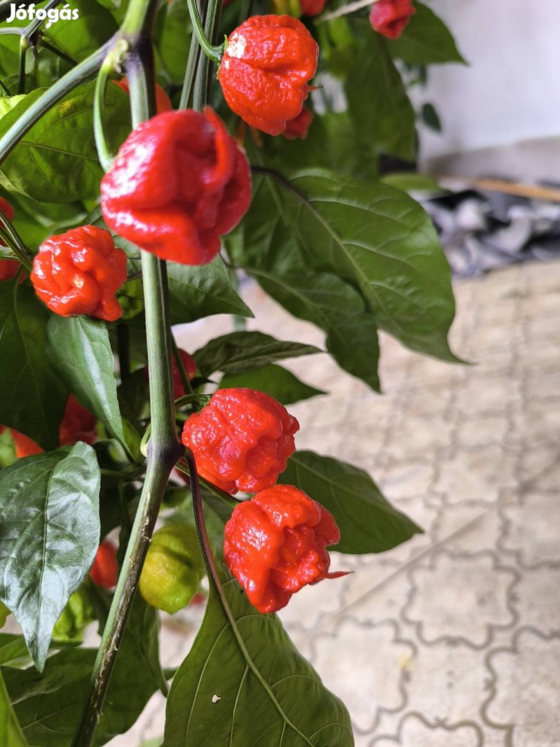 Carolina reaper csili paprika, a legerősebbek egyike óriási bokor 