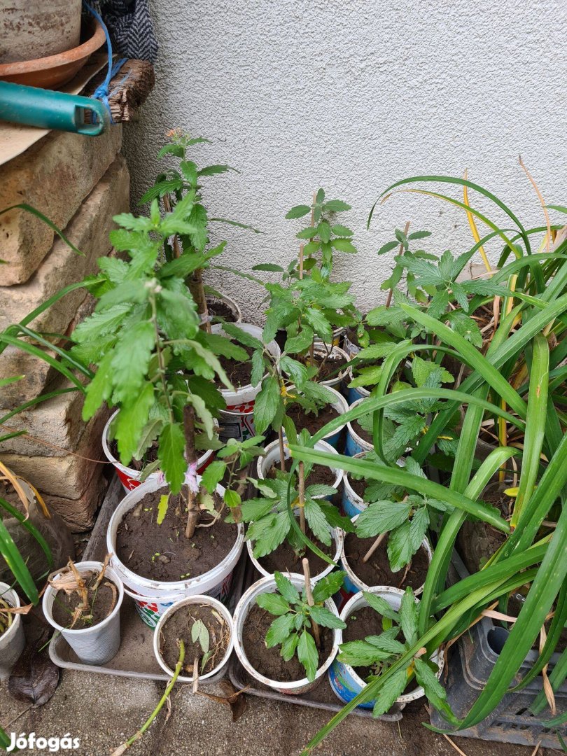 Caryopteris incana (Kínai kékszakáll) konténeres növények