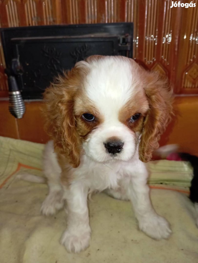 Cavalier King Charles Spániel