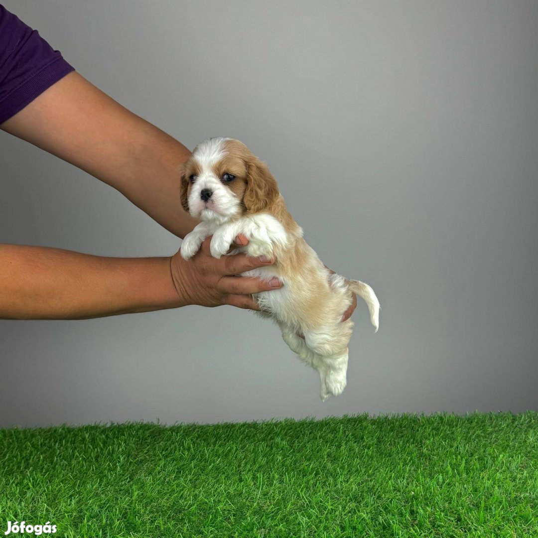 Cavalier King Charles Spániel Ruby és Blenheim