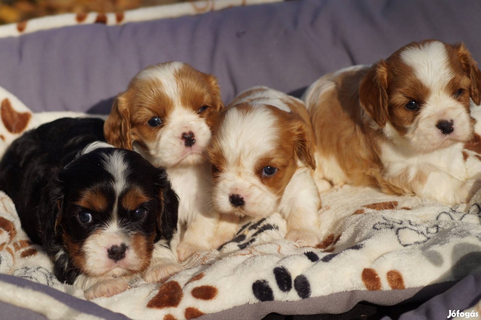 Cavalier King Charles kölykök