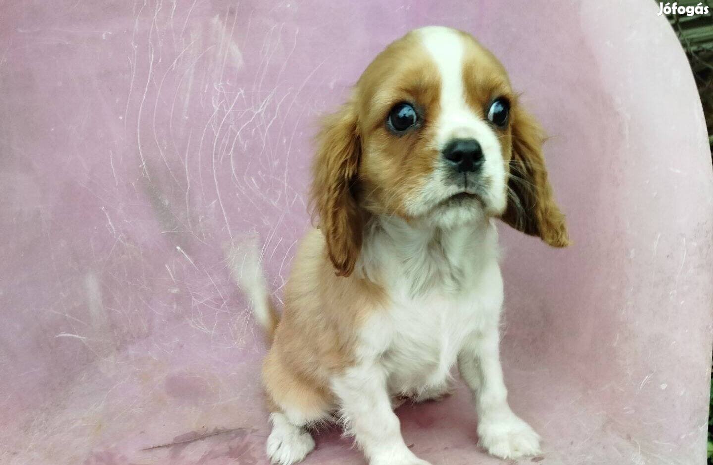 Cavalier king charles fajtajellegű kiskutyák , kölyökkutyák eladók !