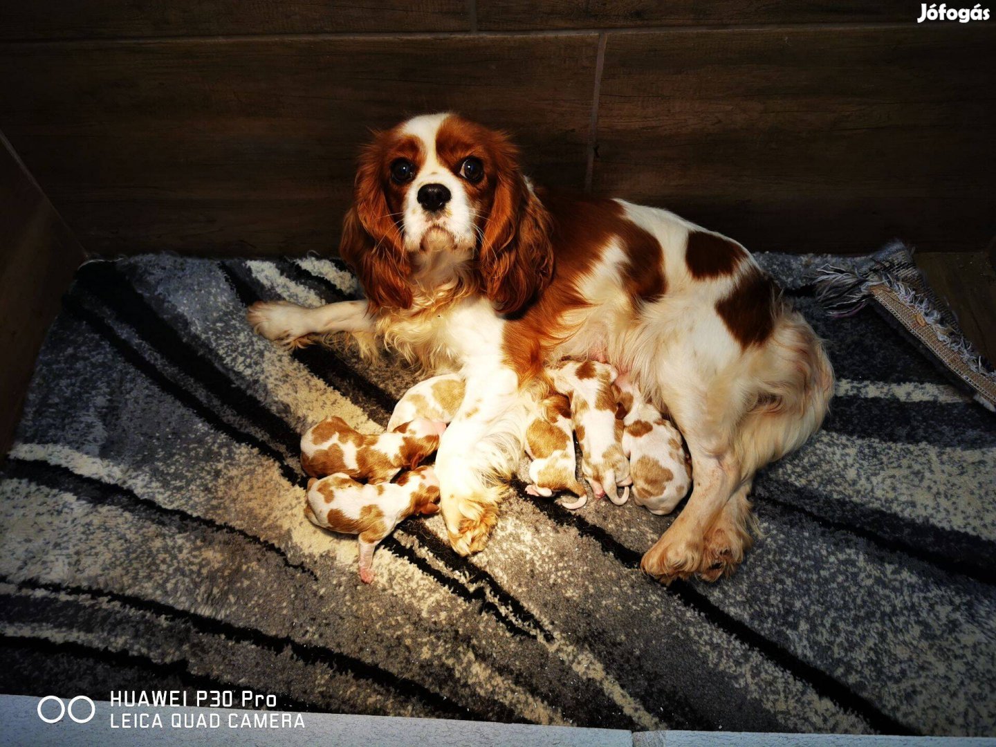 Cavalier king charles spániel törzskönyvezett (FCI) kiskutyák