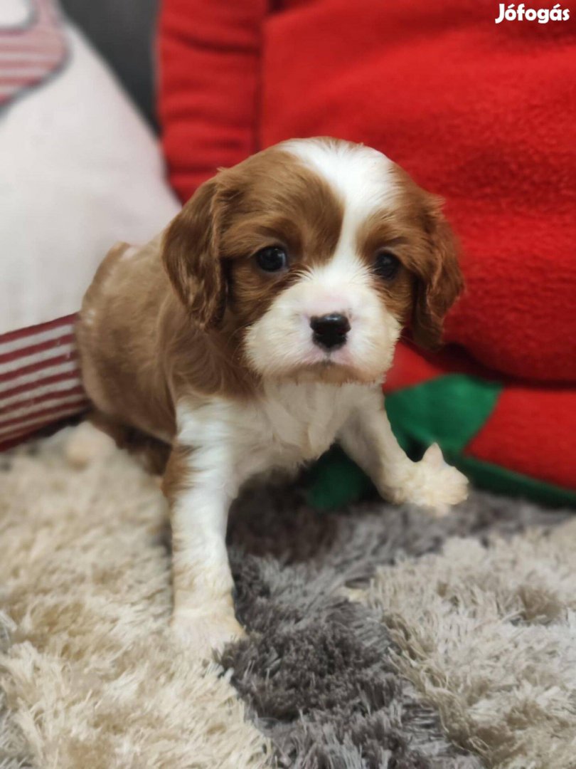 Cavalier king charles spániel törzskönyvezett kiskutyák