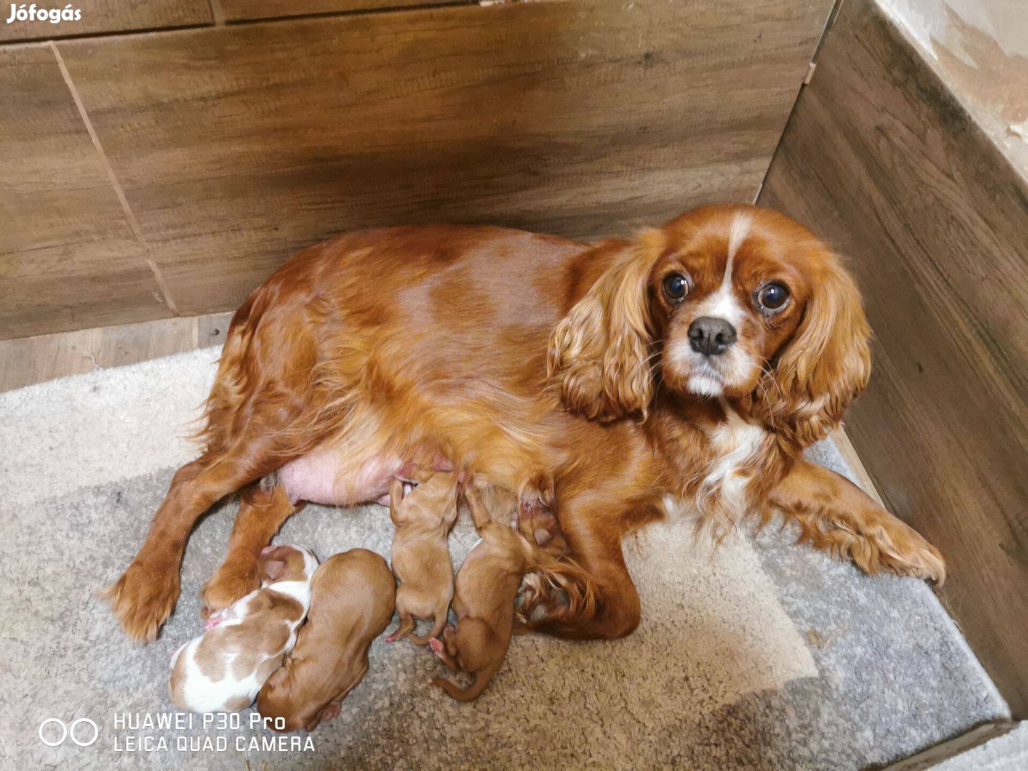 Cavalier king charles spániel törzskönyvezett kiskutyák