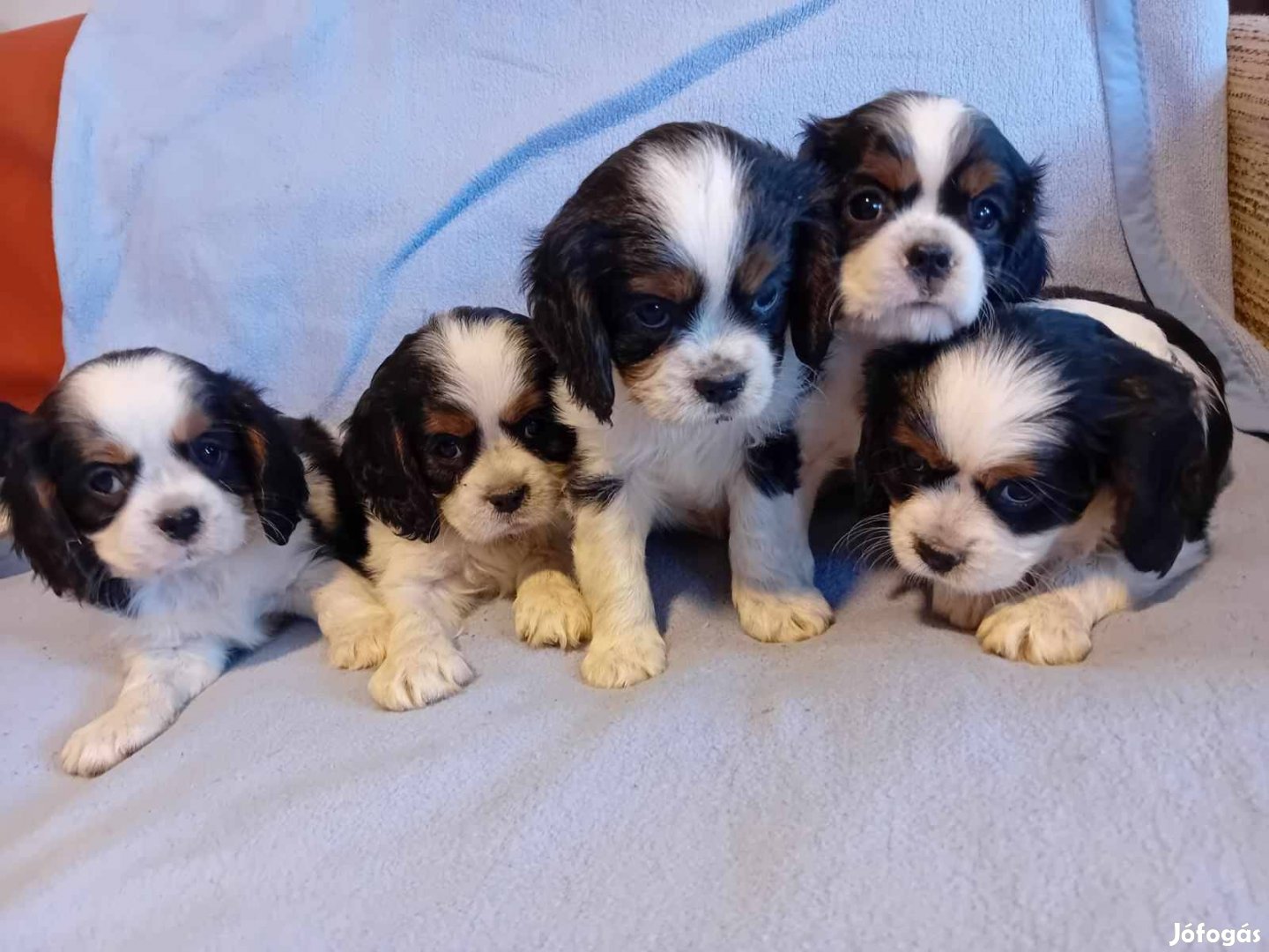 Cavalier spániel jellegű