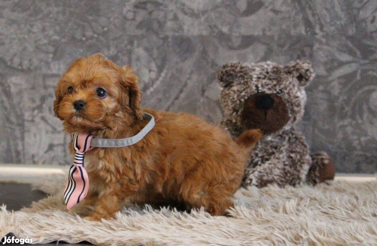 Cavapoo - toy uszkár apától