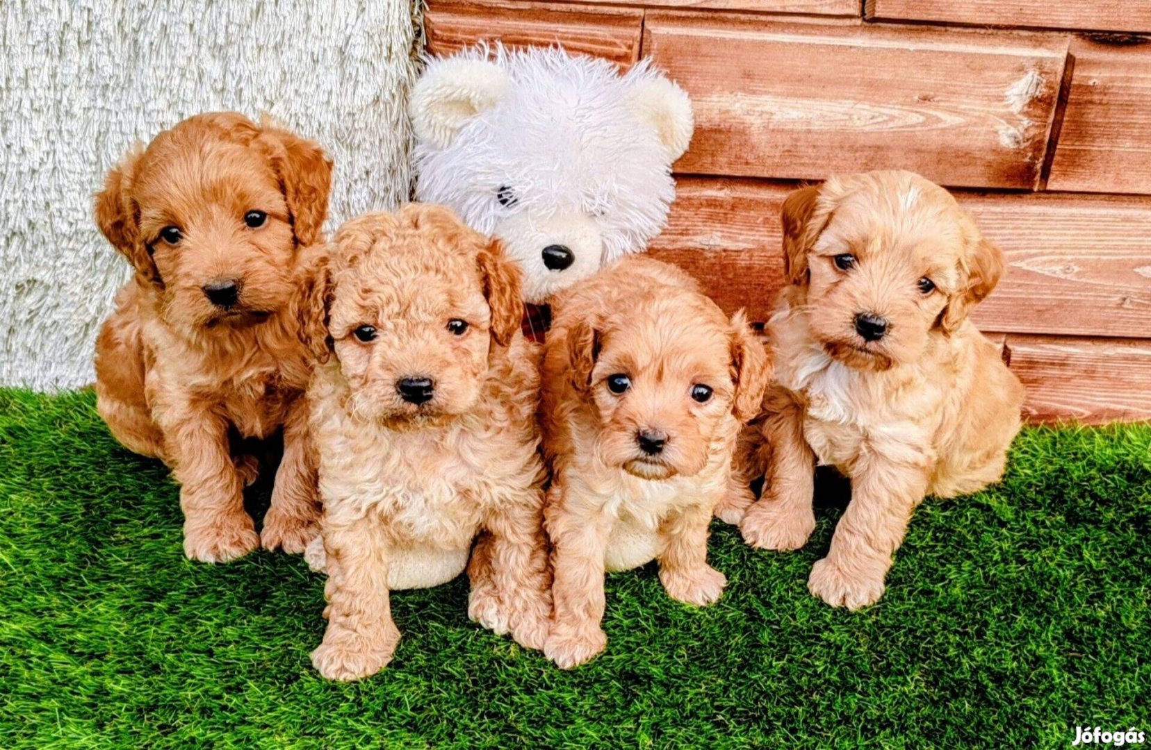 Cavapoo uszkárcavalier king charles kiskutyák eladók!