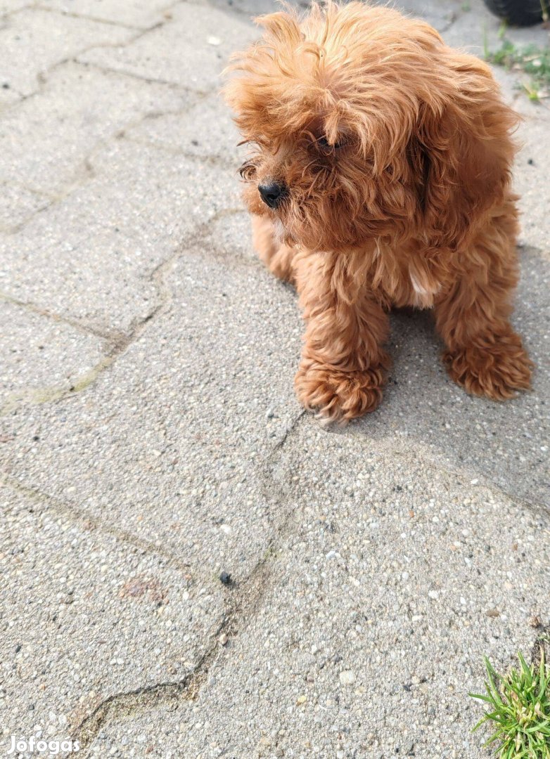 Cavapoo /uszkár+cavalier king charles/ kiskutyák eladók!