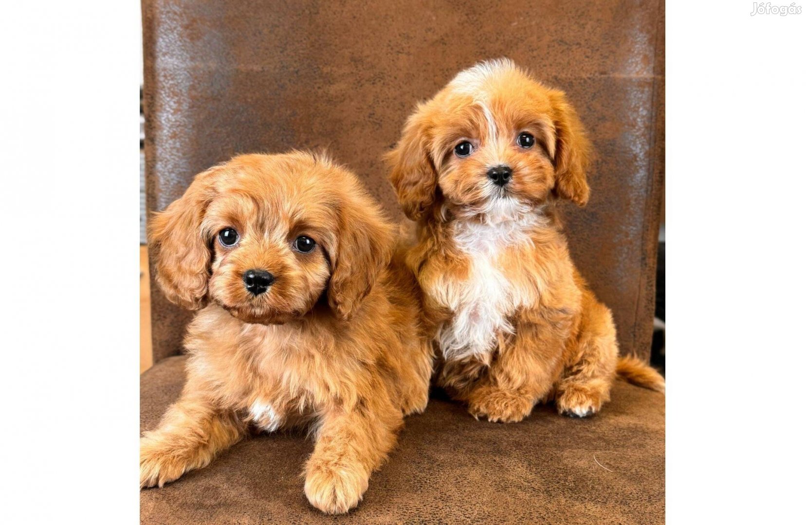 Cavapoo eladó !