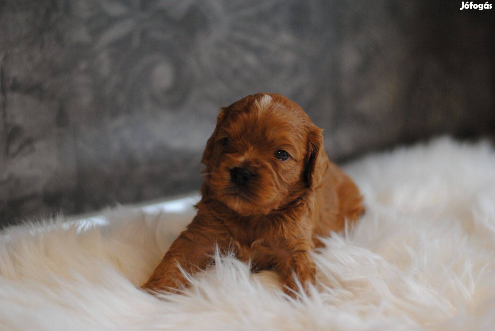 Cavapoo kicsik