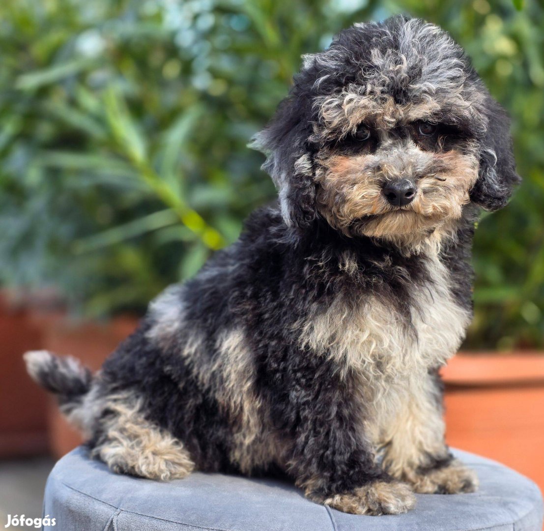 Cavapoo kiskutyák/uszkár jellegű