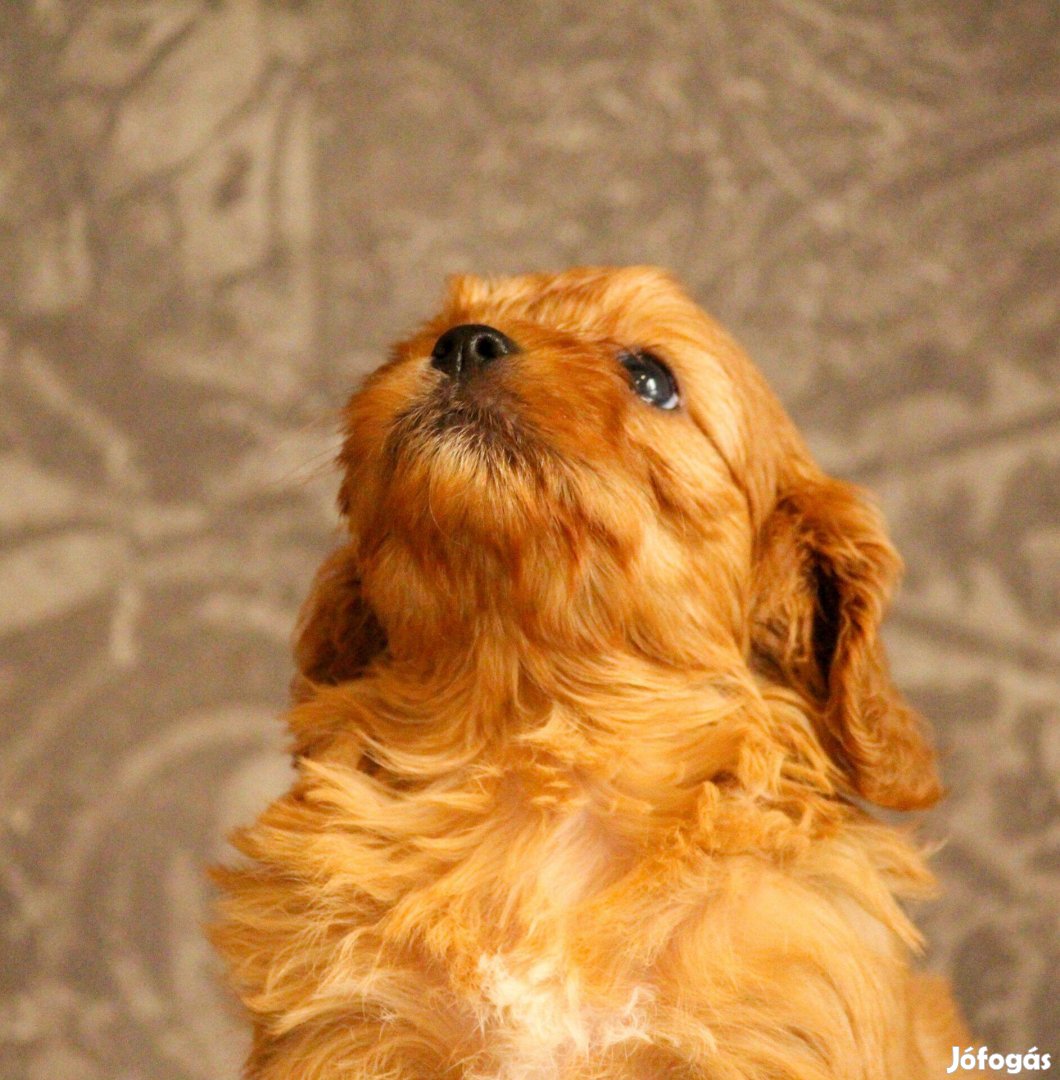 Cavapoo kislány