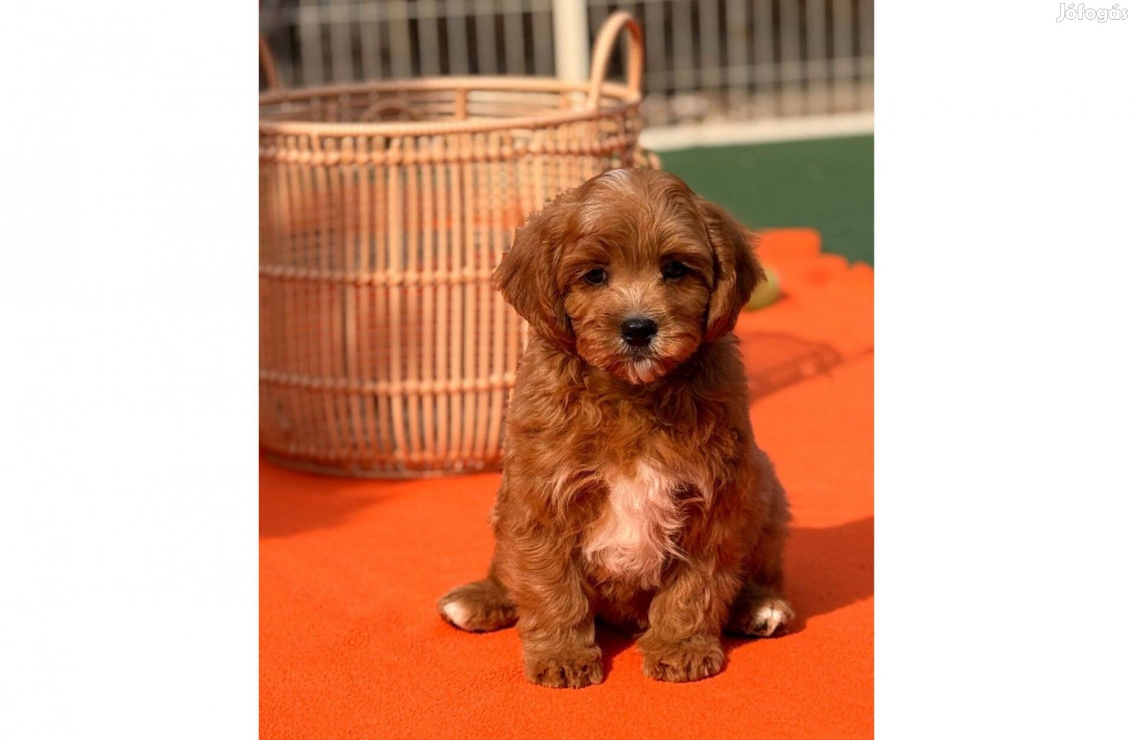 Cavapoo kutyus eladó!