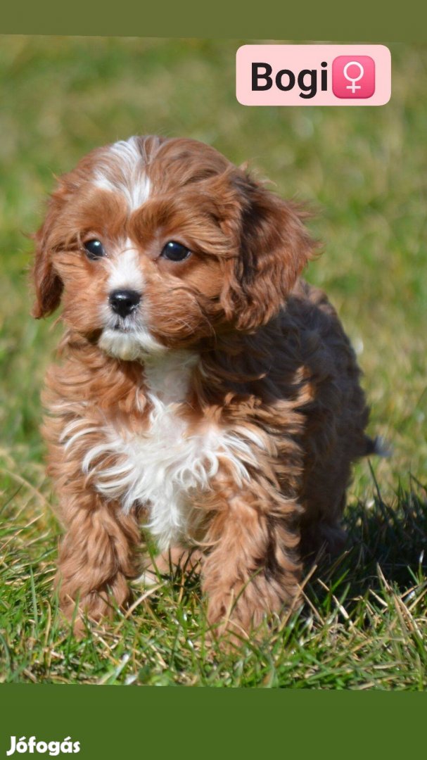 Cavapoo kutyusok