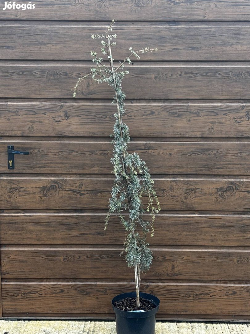 Cédrus deodara feelin blue