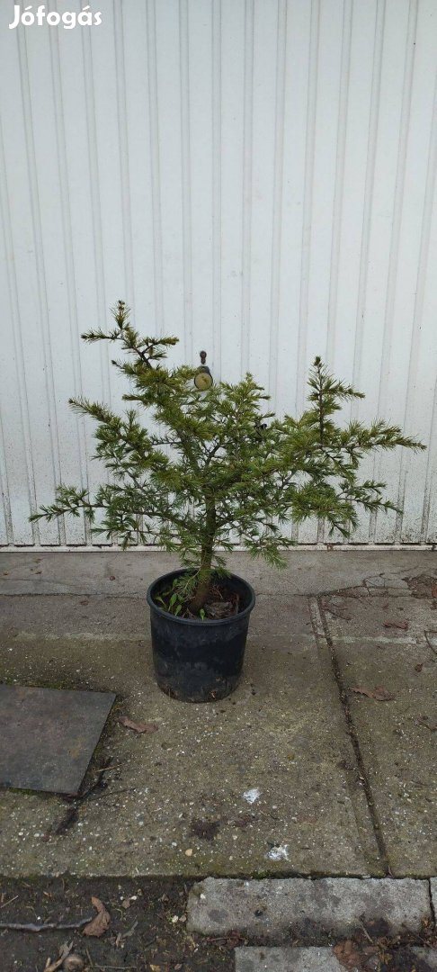 Cedrus libani var. stenocoma fenyő örökzöld