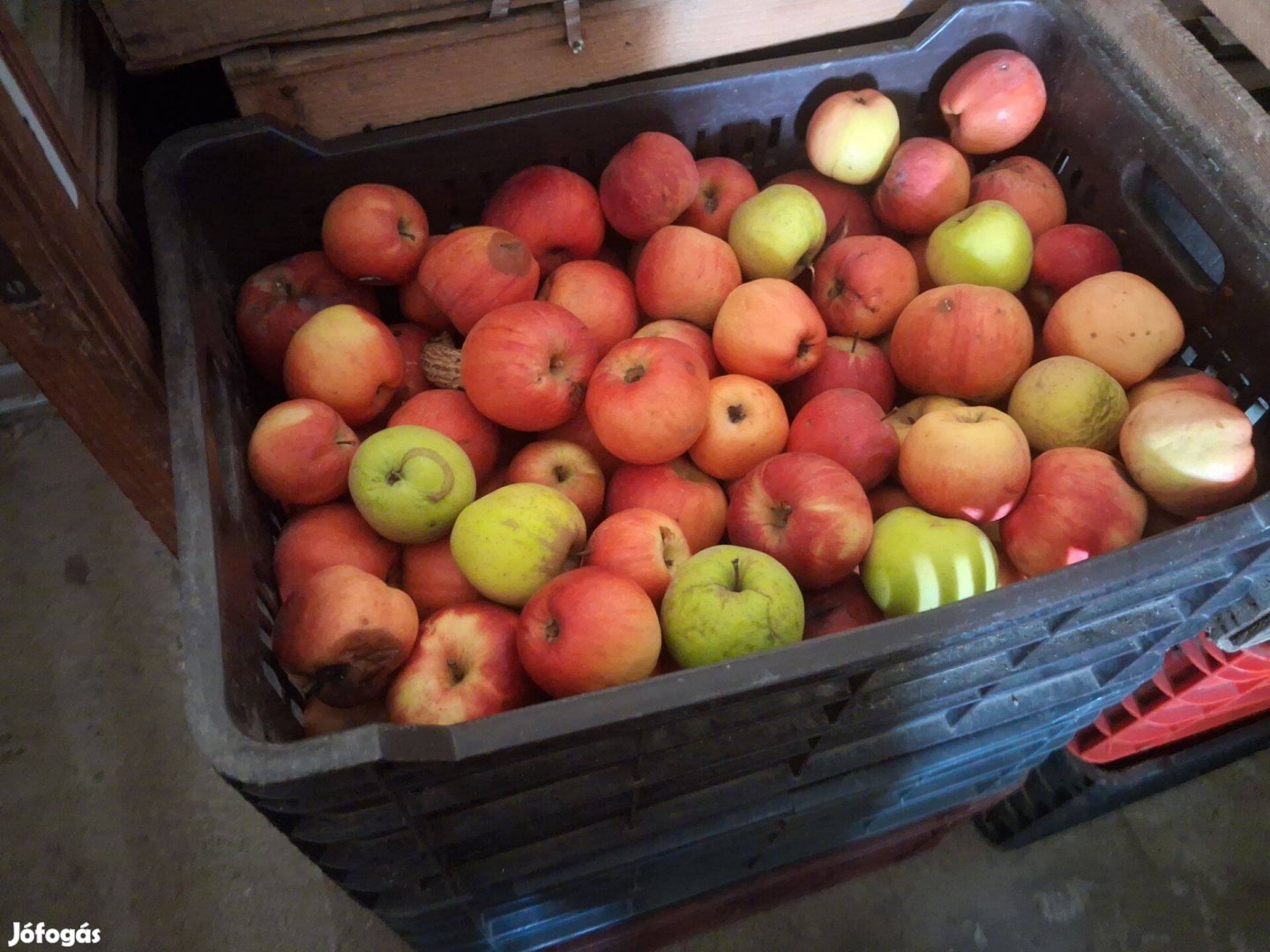 Cefrének való alma