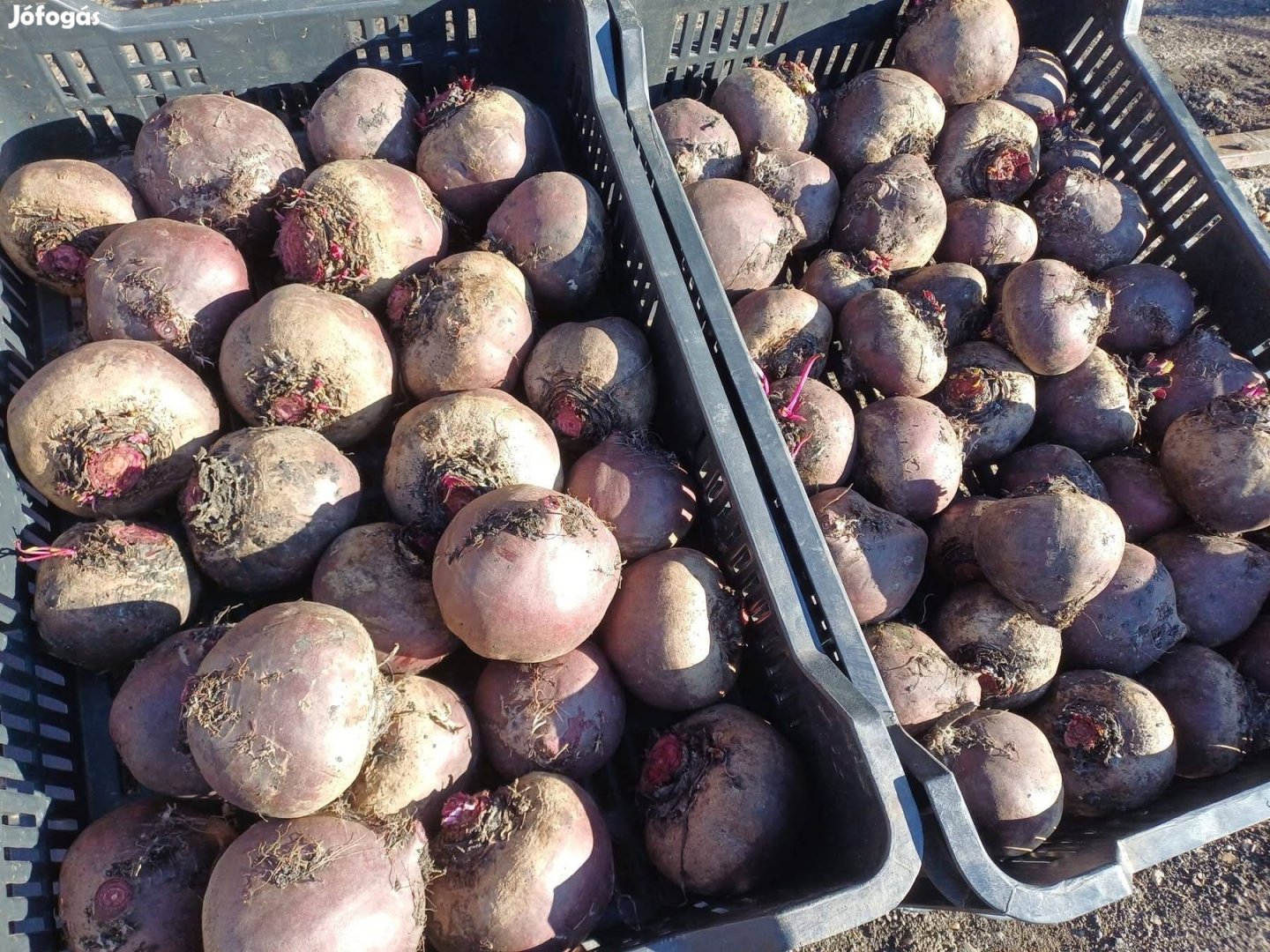 Cékla kis- és nagytételben