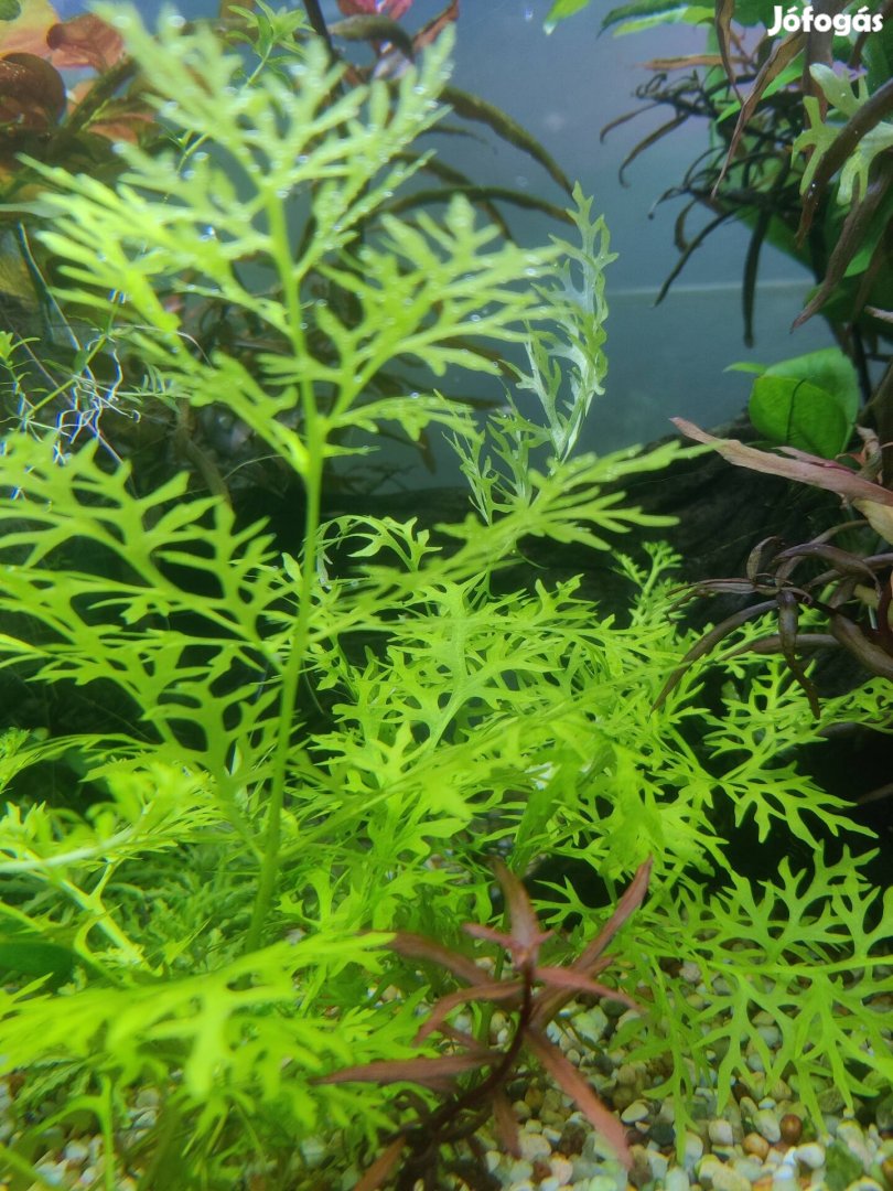 Ceratopteris thalictroides akváriumi növény, vízinövény