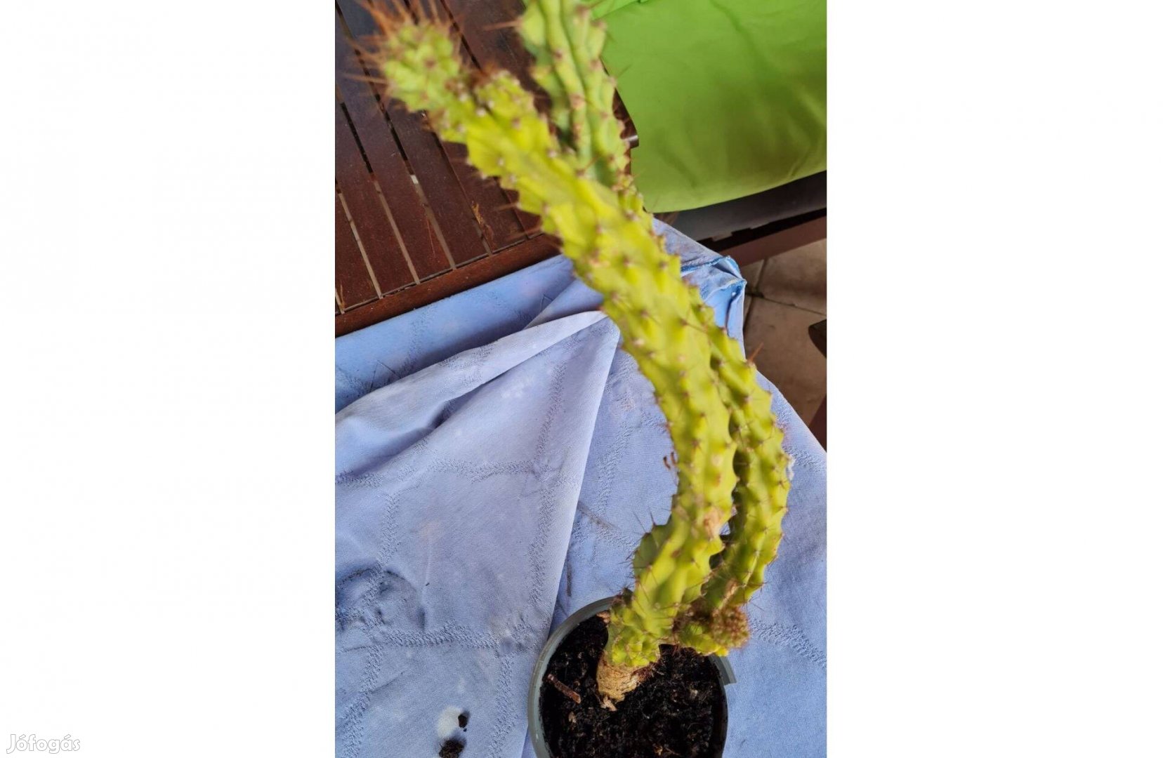 Cereus kaktusz