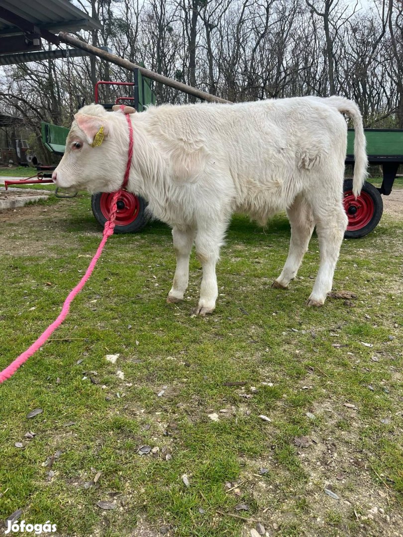 Charolais bika borjú