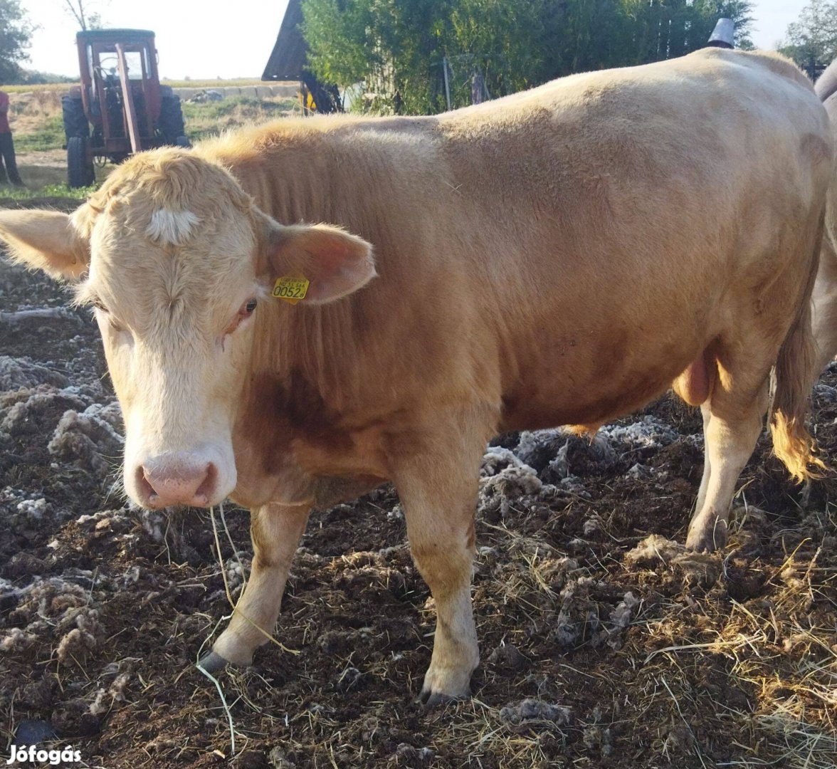 Charolais bika eladó