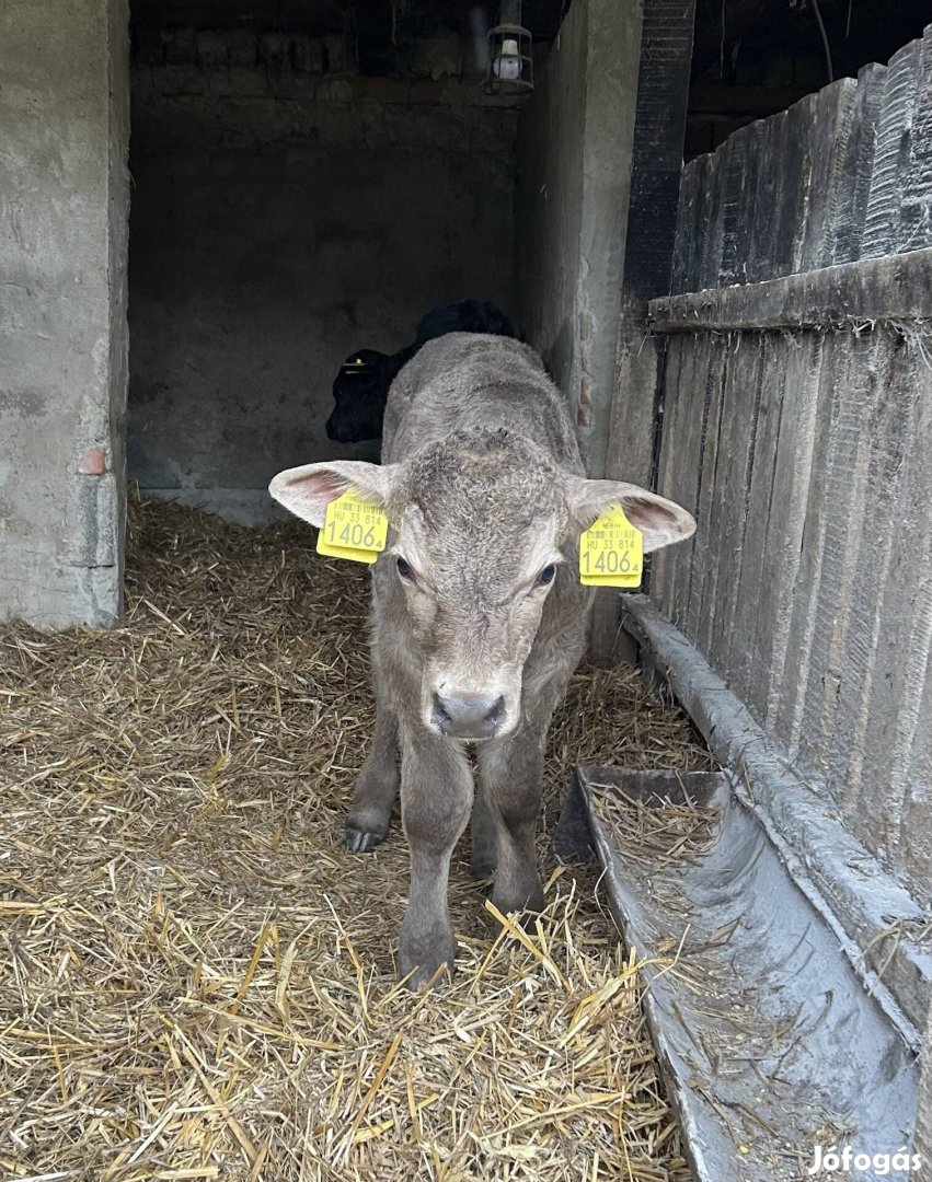 Charolais keresztezett bika borjú eladó