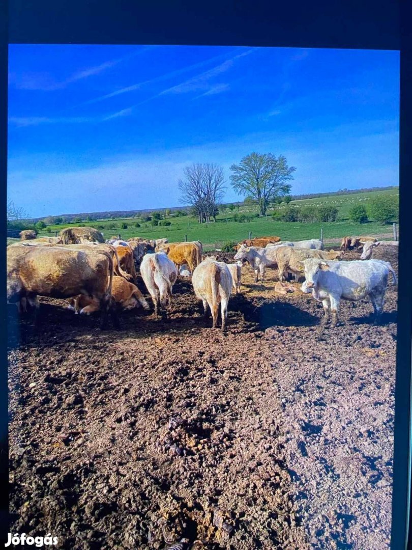 Charolais magyartarka tehenek eladók