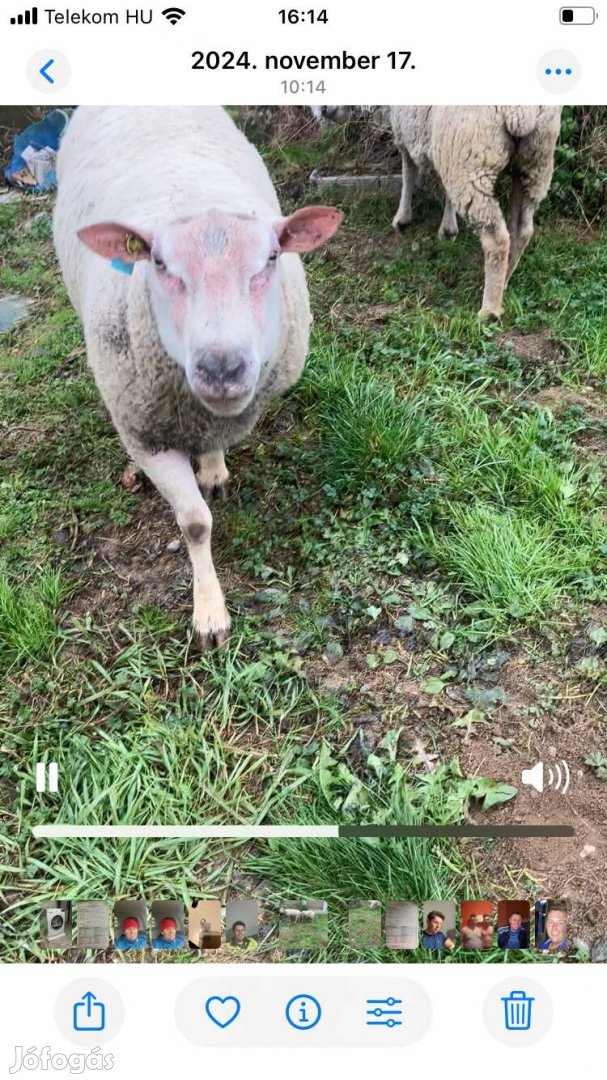Charollais kos eladó