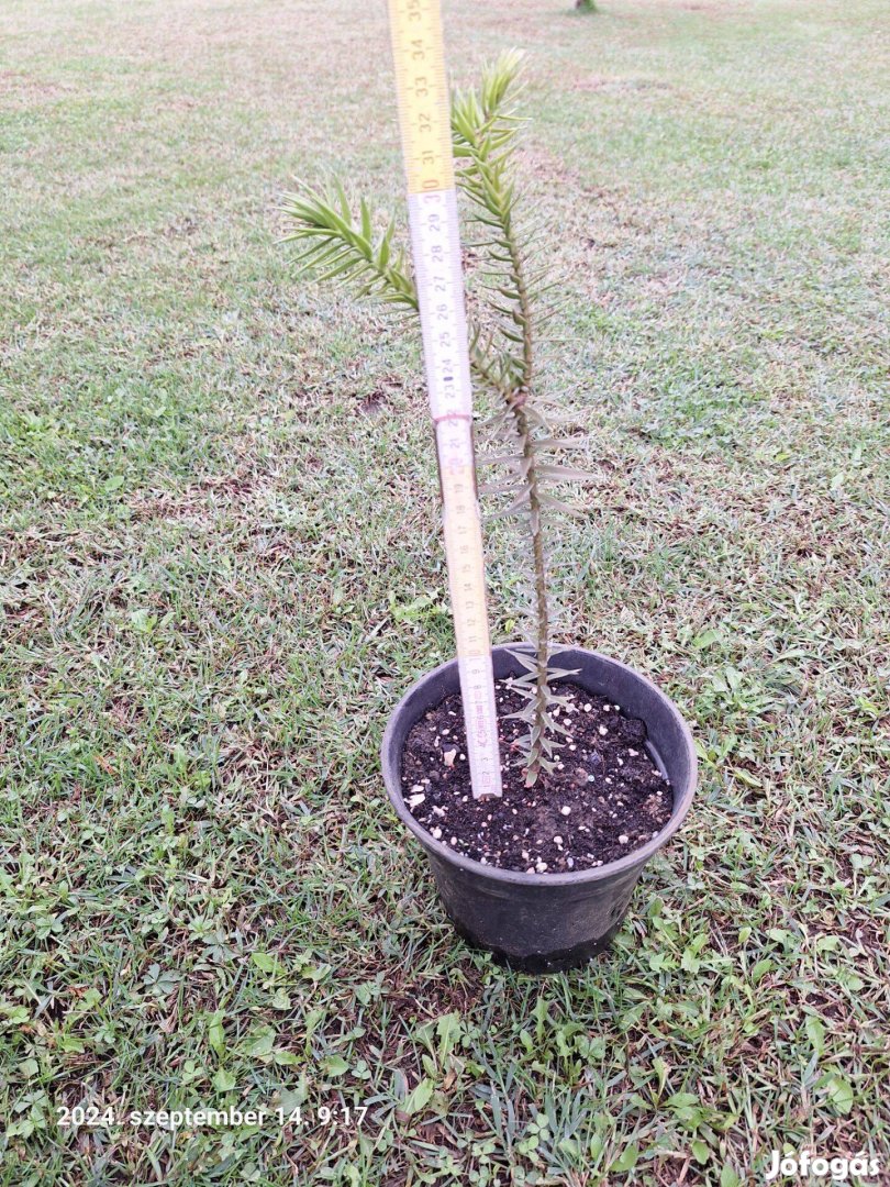 Chilei Araucaria Araucana fenyő fa eladó! Majomfark fenyőfa. Araukária