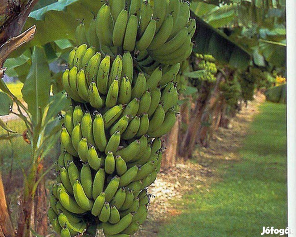 Chiquita "nagy törpe" kerti banán tövek eladók