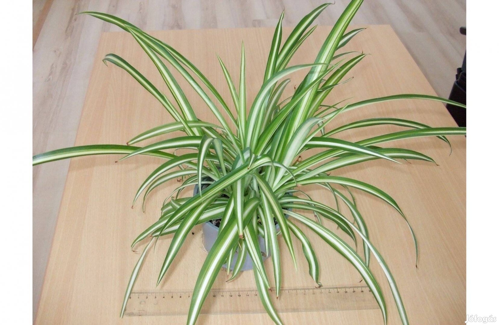 Chlorophytum csokrosinda zöldike szobanövény