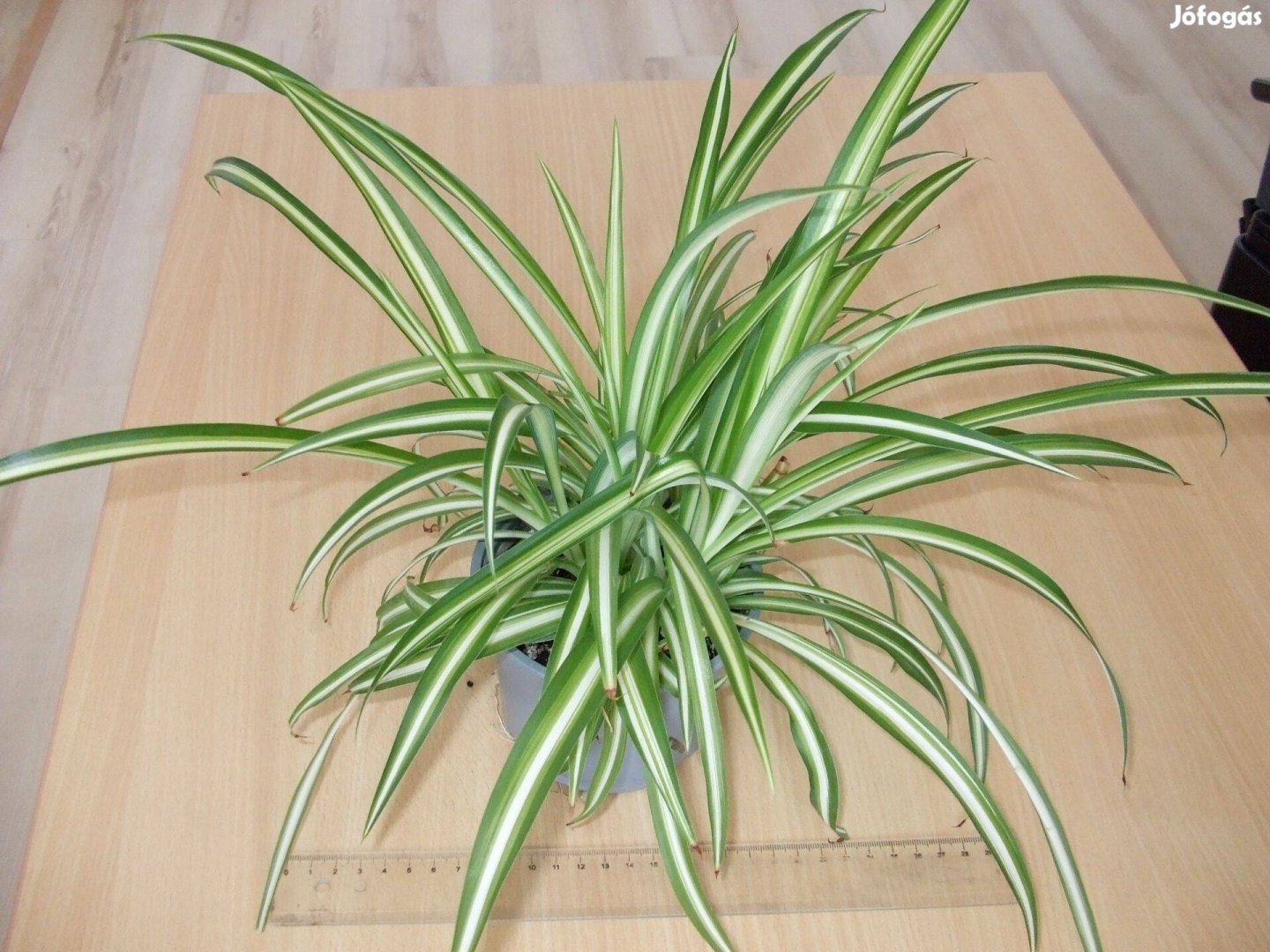 Chlorophytum csokrosinda zöldike szobanövény