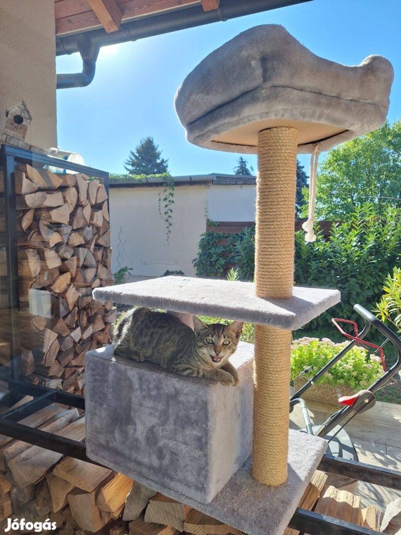 Cicabútor kaparófával kiscicákkal ingyen elvihető Érdről