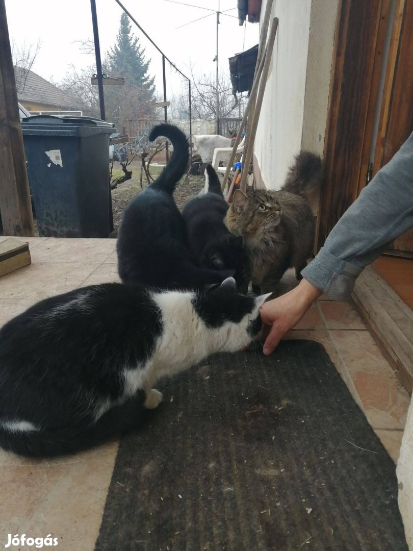 Cicák Gazdit keresnek