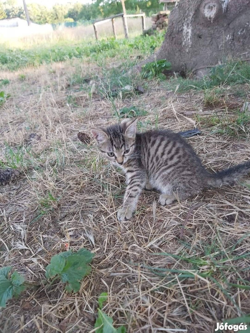 Cicák örökbe fogadhatók