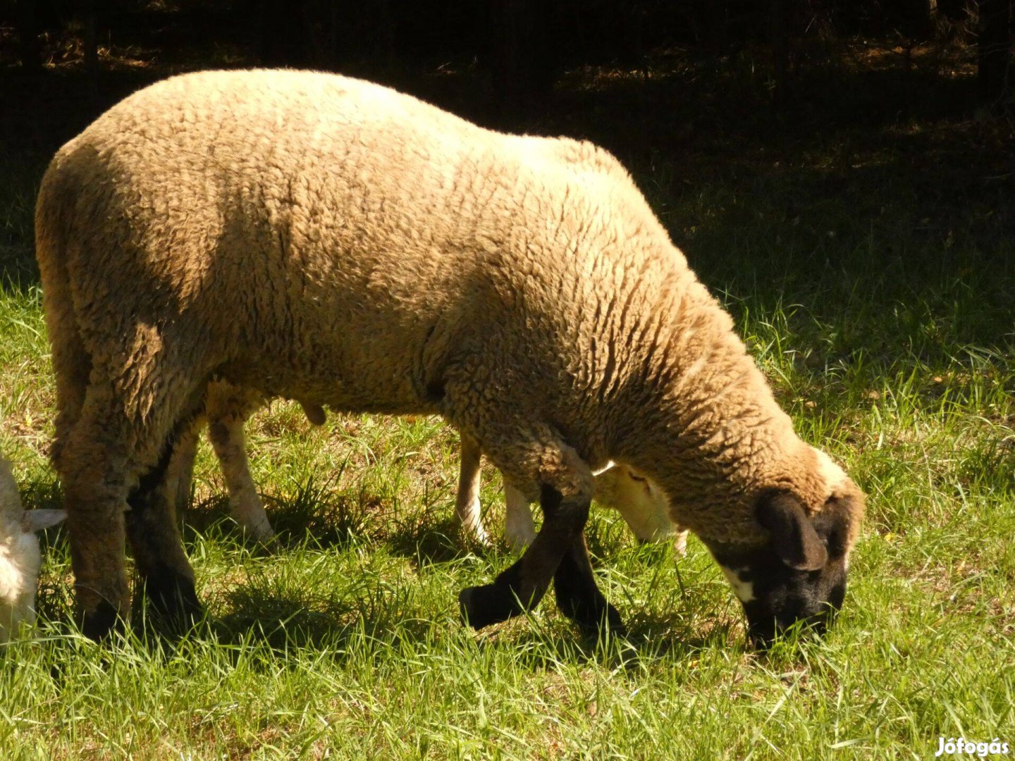 Cigája fiatal kos